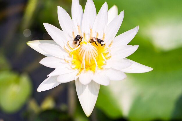 Weißer Lotus mit Bienen