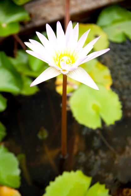 Weißer Lotus.