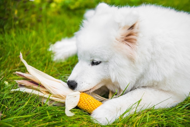 Weißer lustiger Samojede Hund isst genießt seinen Mais