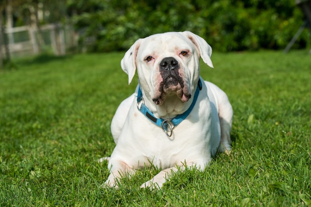 Weißer Mantel erwachsener amerikanischer Bulldoggenhund draußen im Hof