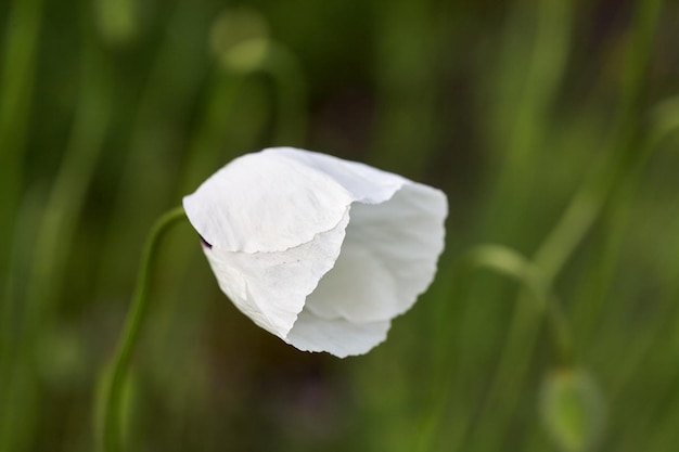 Weißer Mohn hautnah im Feld Sommerblumen