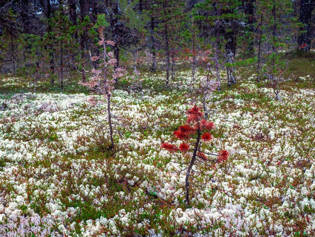 Weißer Moosjagel im nördlichen Wald