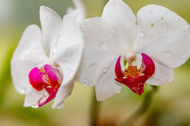 Foto weißer orchideengarten im tau.