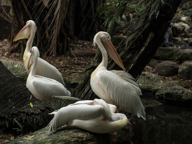 Foto weißer pelikan am flussufer