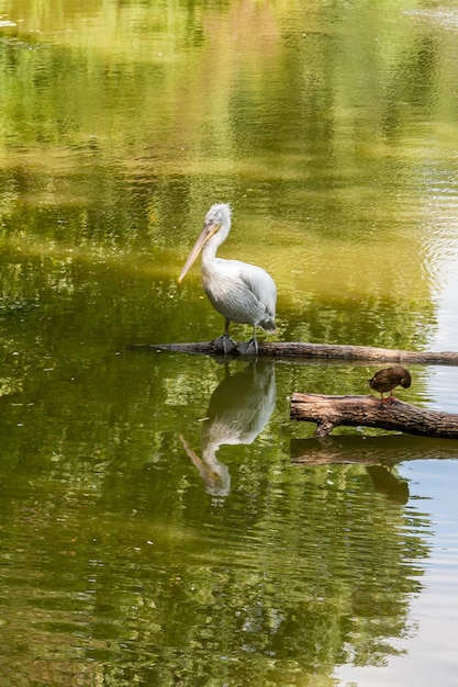 Weißer Pelikan auf dem See aus nächster Nähe