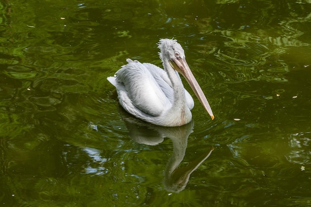 Weißer Pelikan auf dem See aus nächster Nähe