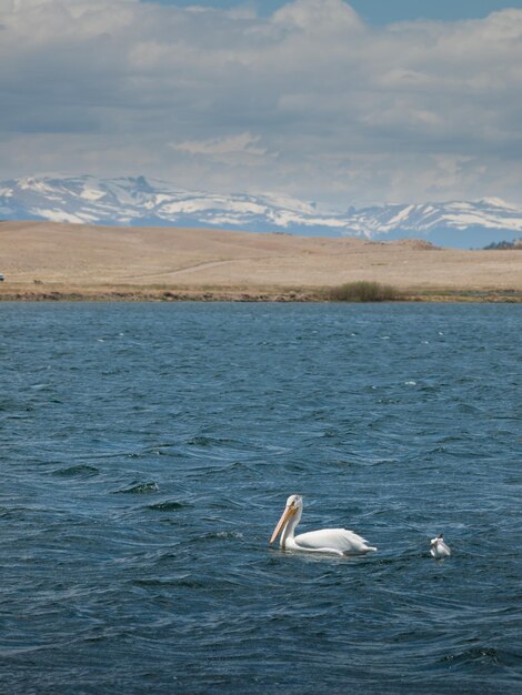 Weißer Pelikan auf dem Wasser am Eleven Mile Reservoir, Colorado.