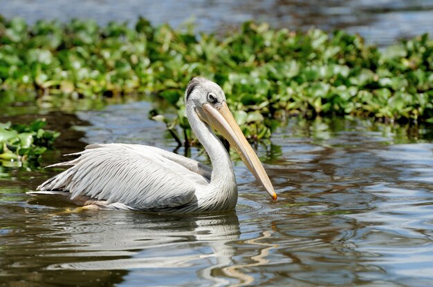 Weißer Pelikan im Lake Nakuru Nationalpark, Afrika