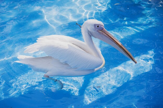 Weißer Pelikanvogel mit gelbem langen Schnabel schwimmt im Wasserbecken, nah oben