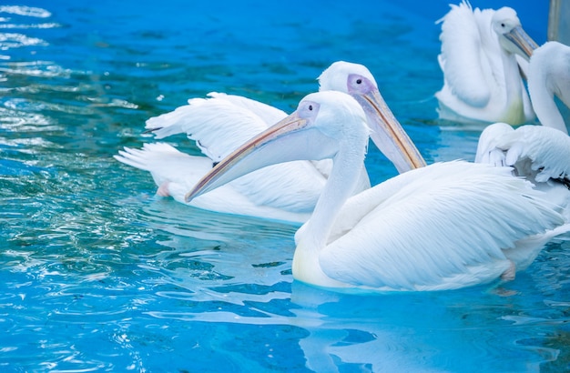 Weißer Pelikanvogel mit gelbem langen Schnabel schwimmt im Wasserbecken, nah oben