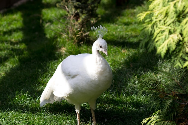 Weißer Pfau auf grünem Gras