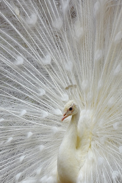 Weißer Pfau mit schöner Feder