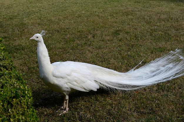 Foto weißer pfau