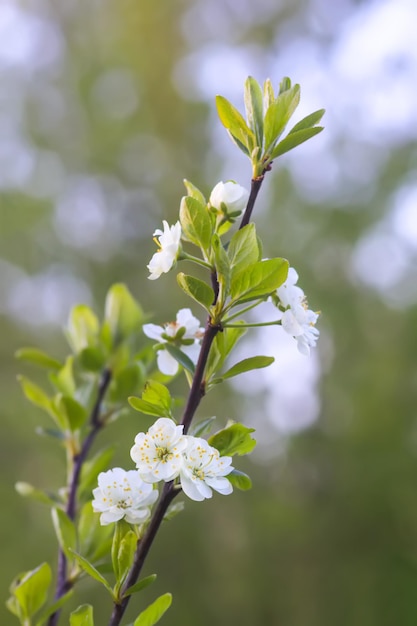 Weißer Pflaumenbaum blüht im Frühlingspark Schöner Naturhintergrund Frühling in der Landschaft