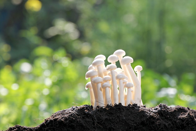 Weißer Pilz auf dem Boden belebend.