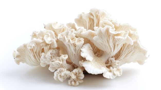 Weißer Pilz auf isoliertem weißem Hintergrund