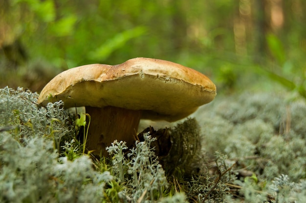 Weißer Pilz, der auf üppigem weißblauem Moos im Wald mit niedriger Winkelsicht wächst Boletus edulis