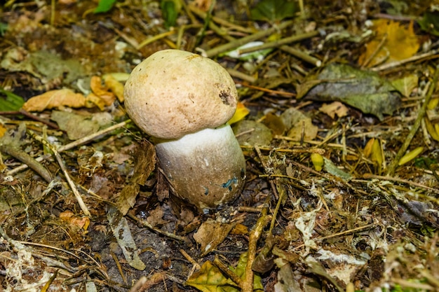 Weißer Pilz im Wald im Herbst