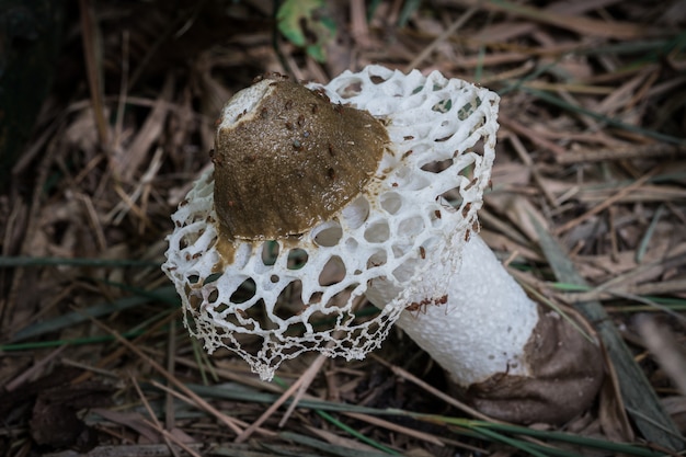 Weißer Pilz Seltsame Form