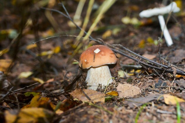 Weißer Pilz unter den Bäumen