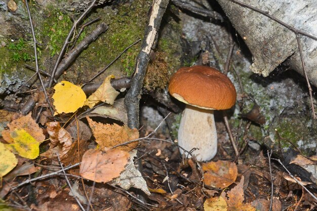 Weißer Pilz unter den Bäumen