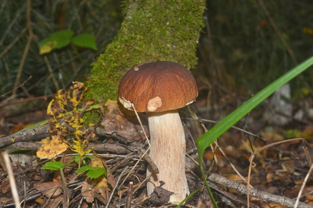 Weißer Pilz unter den Bäumen