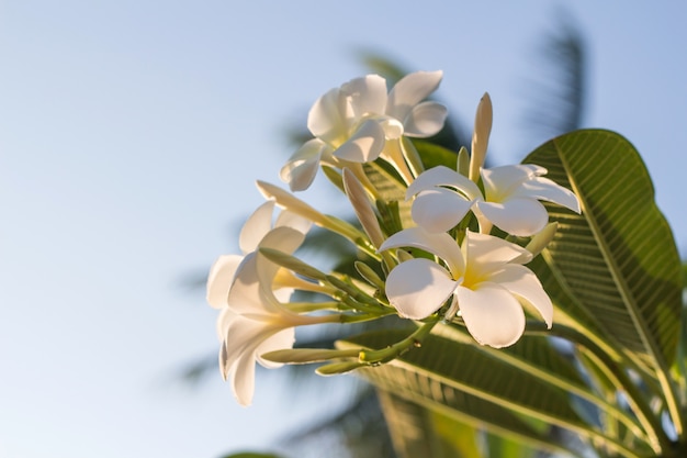 Weißer Plumeria blüht mit dem schönen Sonnenlicht, Frangipaniunschärfehintergrund