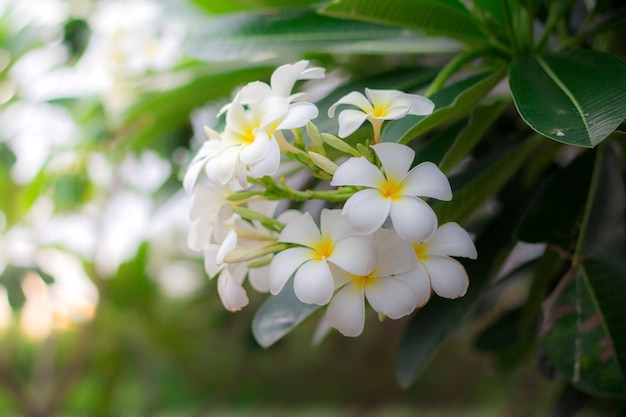 Weißer Plumeria oder Frangipani. Süßer Duft aus weißen Plumeriablumen im Garten.