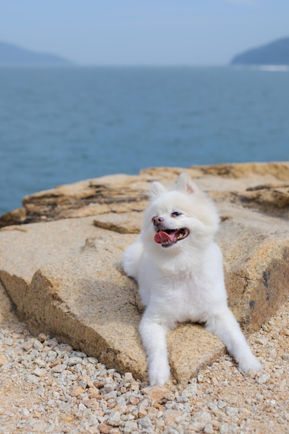 Weißer Pomeranian sitzt auf dem Felsen