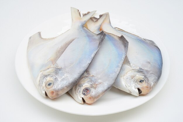 Weißer Pomfret auf weißem backgrond