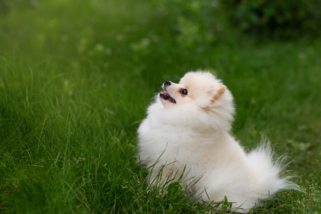 weißer pommerscher Hund, der auf Gras liegt