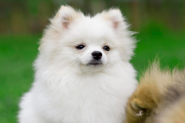 Weißer pommerscher Spitz, der auf Gras spielt