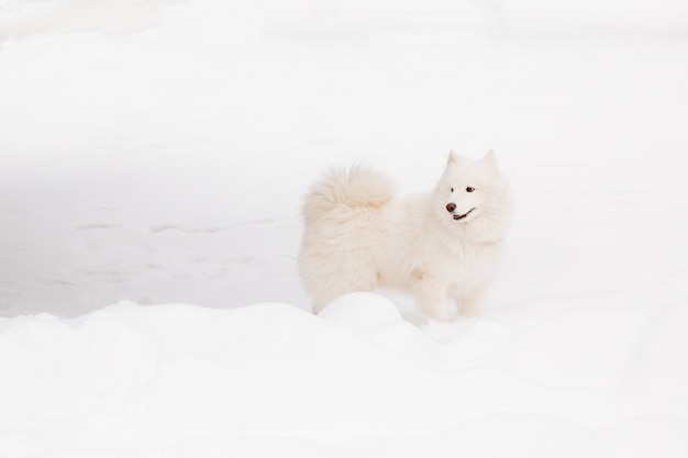 Weißer Rassehund auf dem Schnee in einem Wald. Lustige Tiere