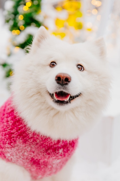 Weißer Rassehund, der auf dem Schnee in einem Wald sitzt. Lustige Tiere