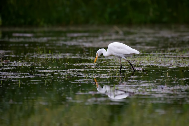 Weißer Reiher auf der Suche nach Nahrung im Wasser