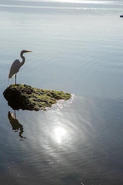 Weißer Reiher auf Felsen, der die Naturreflexion im Wasser betrachtet, sonniges Tagesfoto, das hinter dem Felsen aufgenommen wurde