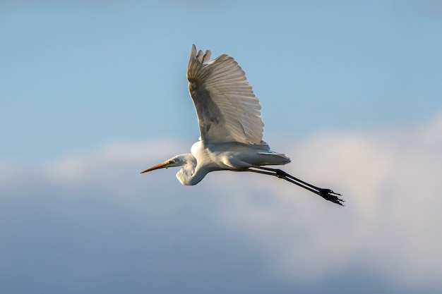 Weißer Reiher fliegt im Morgengrauen im Naturpark der Sümpfe von Ampurdan.