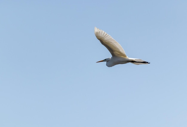 Weißer Reiher fliegt in einen klaren blauen Himmel