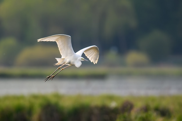 Weißer Reiher, Silberreiher, fliegen auf dem See. Wasservogel im Naturlebensraum. Wildlife-Szene