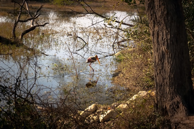 Weißer Reiher watet im See und jagt.