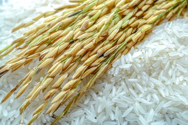 Weißer Reis des Jasmins mit Goldkorn vom landwirtschaftlichen Bauernhof.