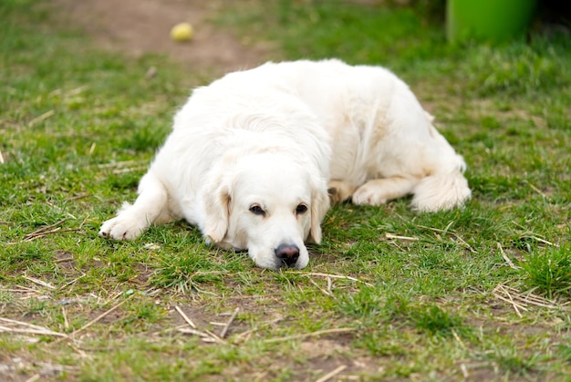 Weißer Retriever-Hund, der sich im Gras hinlegt
