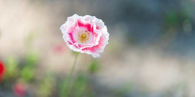 Weißer rosa Shirley-Mohn im Fokus