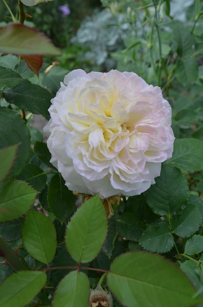 Weißer Rosenbusch Weiße Rose in einem Garten Schöne weiße Rose Weiße Rosen wachsen