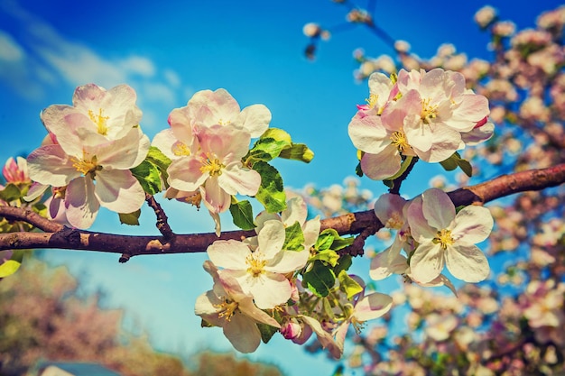 Weißer roter Apfelbaum blüht Inatagram-Stil