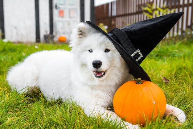 Weißer Samojede Hund im Hut mit Halloween-Kürbis