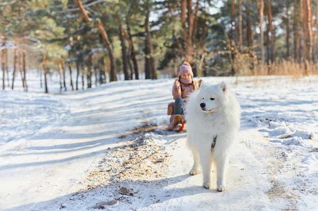 Weißer Samojede Hund zieht Schlitten mit glücklichem Kind