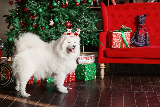 Weißer Samojedenhund in der Nähe von Weihnachtsbaum und Geschenkkartons