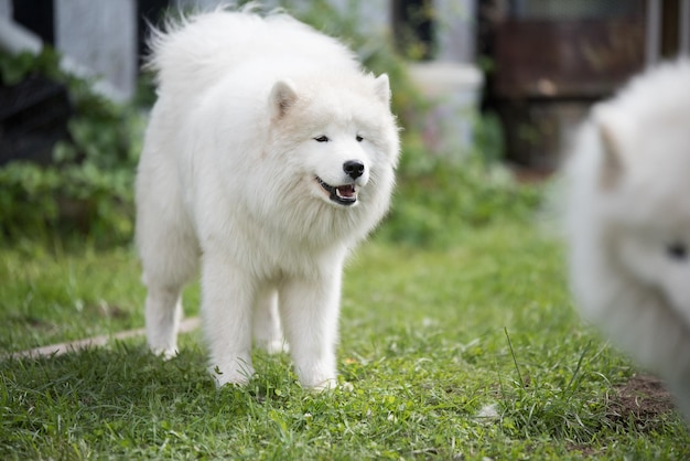 Weißer Samoyed-Welpe sitzt im Hof Hund in der Natur spazieren