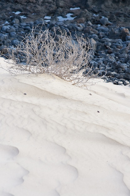 Weißer sand und schwarze lava setzen in fuerteventura, spanien auf den strand